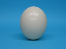 Six (6) Ostrich Egg Shells (559-A)