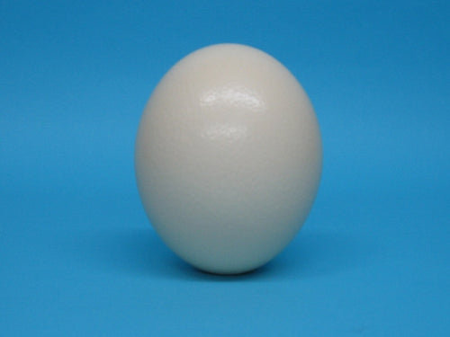 One (1) Ostrich Egg Shell (559-A)