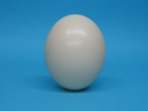 One (1) Ostrich Egg Shell (559-A)