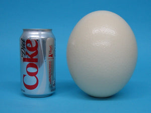 Six (6) Ostrich Egg Shells (559-A)