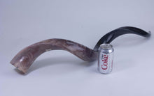 Medium Polished Kudu Horn (1024-PM-G1288)