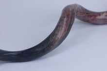 Medium Polished Kudu Horn (1024-PM-G1289)