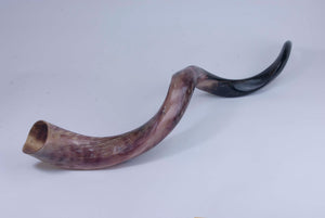 Medium Polished Kudu Horn (1024-PM-G1289)