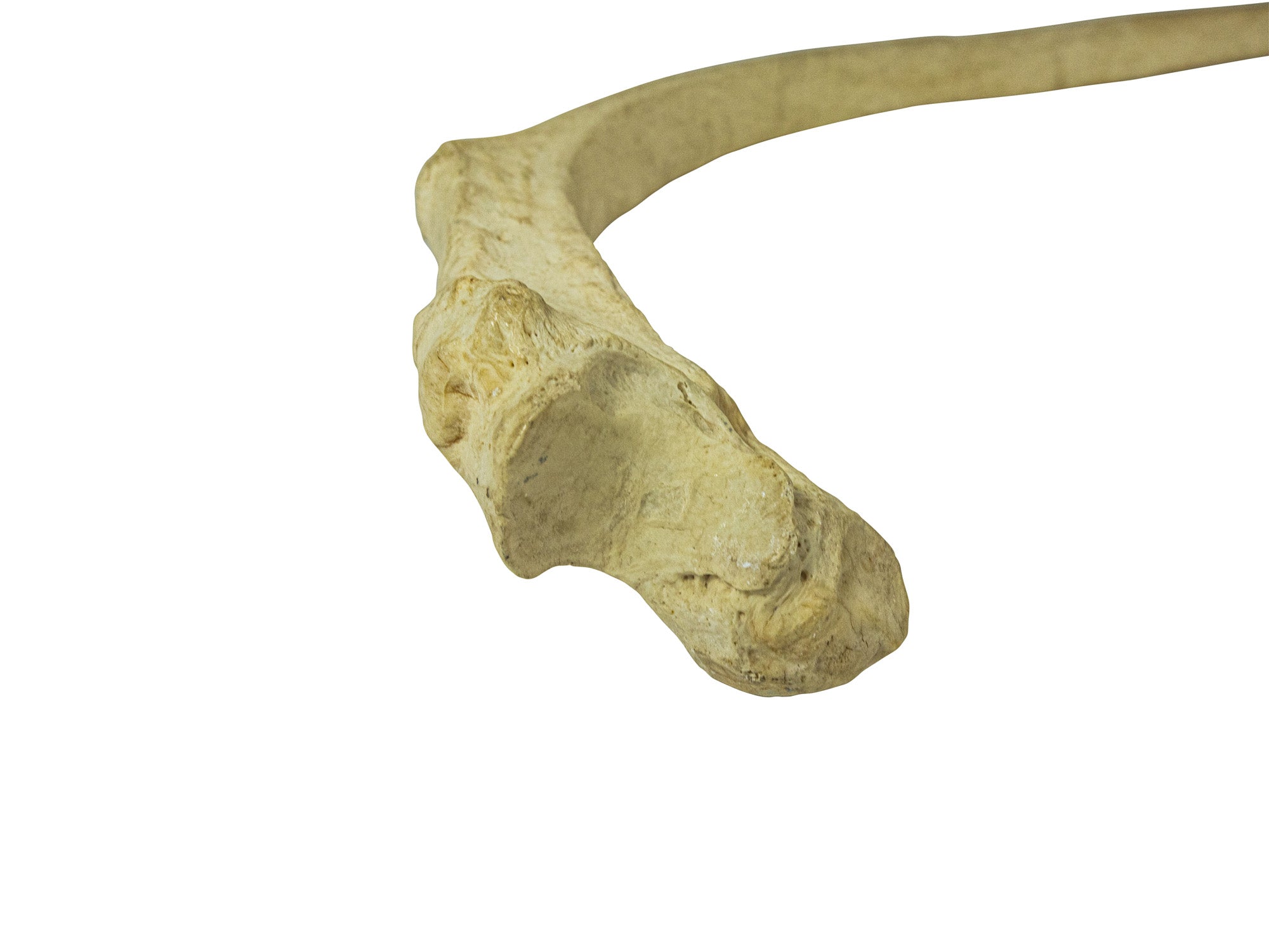 Giraffe Ribs Giraffe Rib Bone (1201-10-G2997) – Natural Exotics Canada