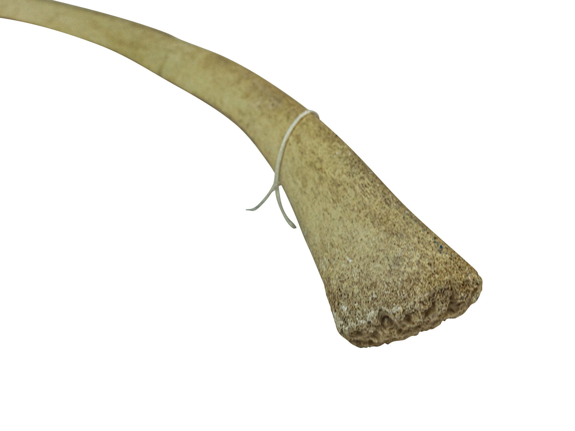 Giraffe Ribs Giraffe Rib Bone (1201-10-G2997) – Natural Exotics Canada