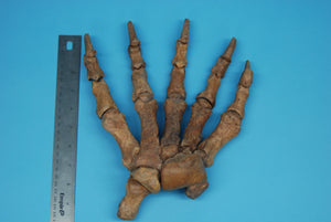 Fossil Cave Bear Hand (1230-HAND-G01)