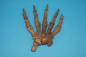 Fossil Cave Bear Hand (1230-HAND-G01)
