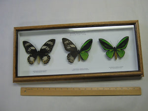 Framed Priam's Birdwing Butterflies (1236-G09)