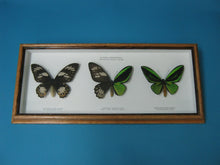 Framed Priam's Birdwing Butterflies (1236-G09)