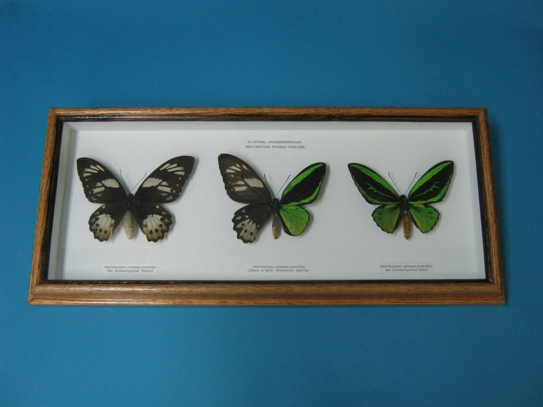 Framed Priam's Birdwing Butterflies (1236-G09)