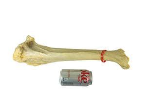 Camel Leg Bone (1350-20-G2994)