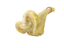Camel Leg Bone (1350-20-G2994)