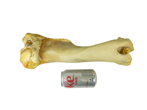 Camel Leg Bone (1350-20-G2995)