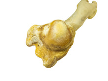 Camel Leg Bone (1350-20-G2995)