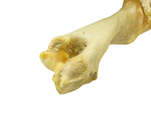 Camel Leg Bone (1350-20-G2995)