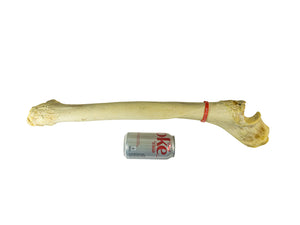 Camel Leg Bone (1350-20-G2996)