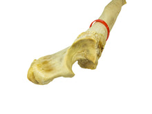 Camel Leg Bone (1350-20-G2996)