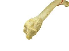 Camel Leg Bone (1350-20-G2996)