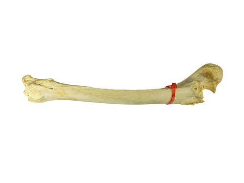 Camel Leg Bone (1350-20-G2996)