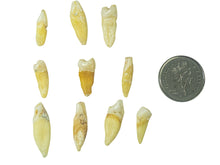10 Human Teeth (1351-10-G2998)