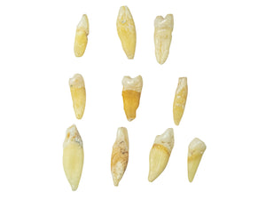 10 Human Teeth (1351-10-G2998)
