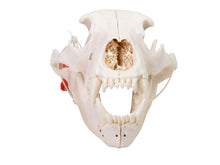 Grizzly Bear Skull (15-216-G2866)
