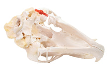 Grizzly Bear Skull (15-216-G2866)