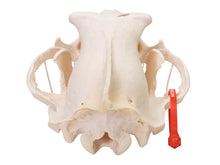 Grizzly Bear Skull (15-216-G2868)
