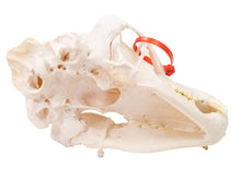 Grizzly Bear Skull (15-216-G2868)