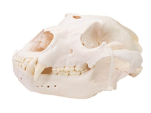 Grizzly Bear Skull (15-216-G2868)