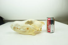 Wolf Skull (15-218-G2835)