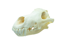 Wolf Skull (15-218-G2835)