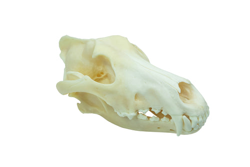 Wolf Skull (15-218-G2838)