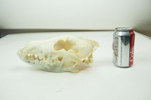 Wolf Skull (15-218-G2839)