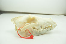 Wolf Skull (15-218-G2839)