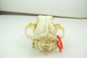 Wolf Skull (15-218-G2839)