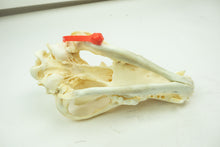 Wolf Skull (15-218-G2839)