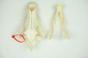 Wolf Skull (15-218-G2839)