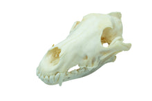 Wolf Skull (15-218-G2839)