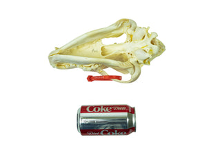 Wolf Skull (15-218-G2965)