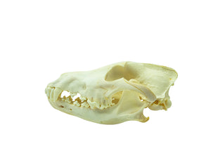 Wolf Skull (15-218-G2965)