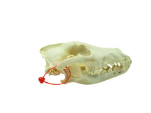 Wolf Skull (15-218-G2965)