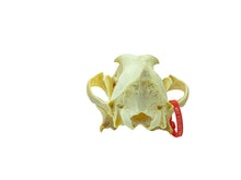 Wolf Skull (15-218-G2965)