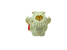 Wolf Skull (15-218-G2965)