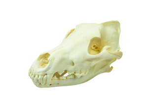Wolf Skull (15-218-G2965)