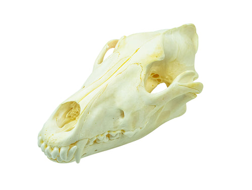 Wolf Skull (15-218-G2966)