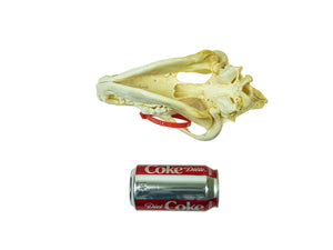 Wolf Skull (15-218-G2967)