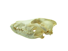 Wolf Skull (15-218-G2967)