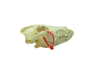 Wolf Skull (15-218-G2967)