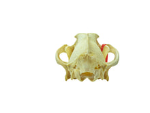 Wolf Skull (15-218-G2967)